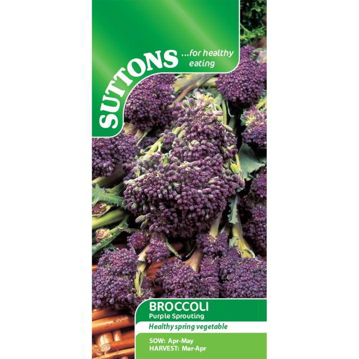 Suttons Broccoli Purple Sprouting 152729 - SEED VEG & FLOWER - Beattys of Loughrea