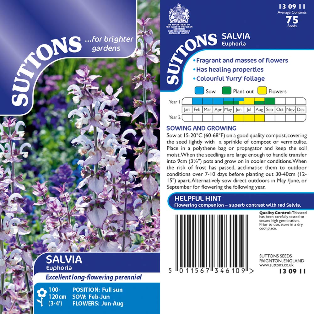 Suttons Salvia Euphoria - Beattys of Loughrea | www.beattys.ie